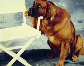 Bear the Dog