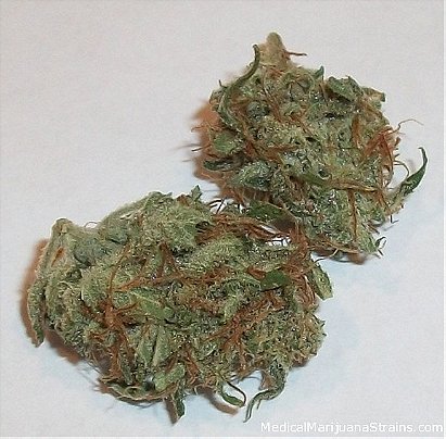 Bubble Gum (weed)