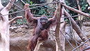 Bornean Orangutan