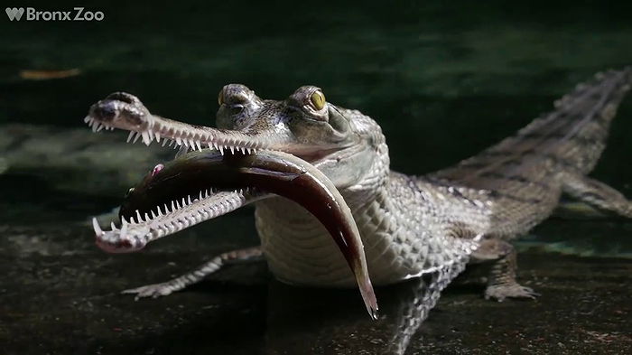 gharial plush