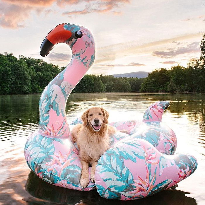 inflatable animal pool