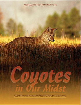 Coyotes in Our Midst Coexiting with an Adaptable and Resilient Carnivore