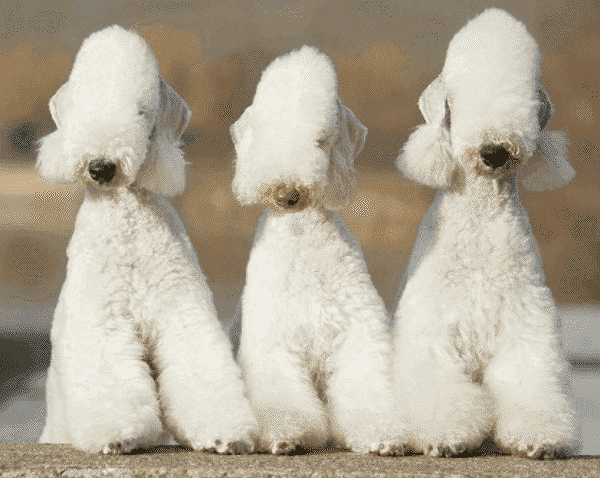 bedlington terrier figurines