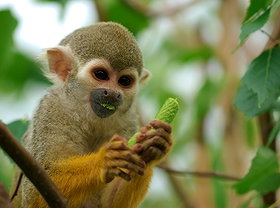 Squirrel monkey