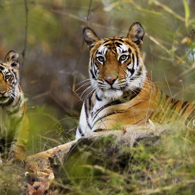 Keeping wild animals as pets essay. Тигр. Индия природа и животный мир. Амурский тигр. Шри Ланка тигры животные.