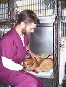 What is a Veterinary Assistant?