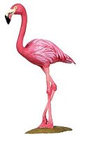 Safari Ltd Wings of the World Flamingo