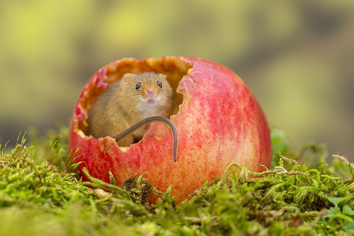 animals-eating-apples-2-list