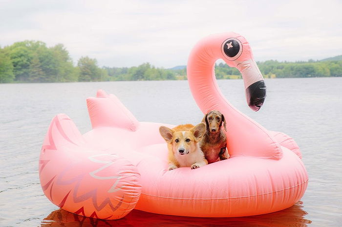 blow up pool animals