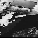 Amelie Lens