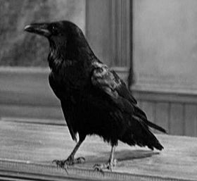 Jimmy the Crow