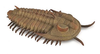 Redlichia rex trilobite