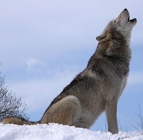 Wolf (a)