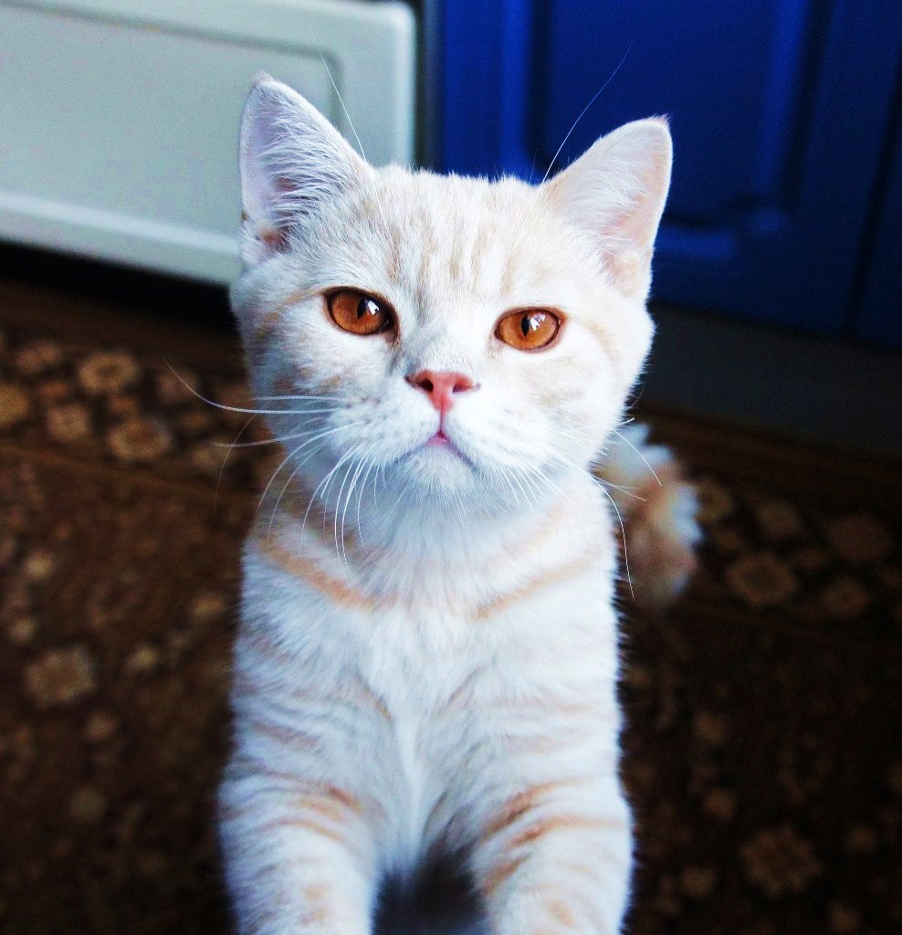 Charlie