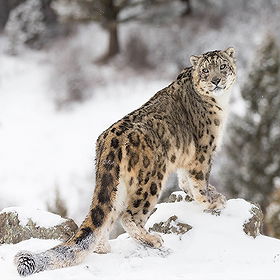 Snow Leopard