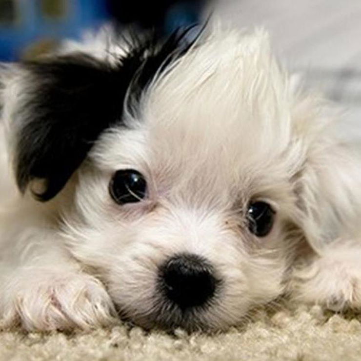 Cutest Puppies list
