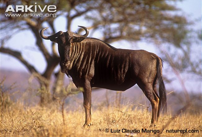 Favorite Images of Gnus list