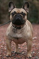 French Bulldog