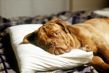 Hooch