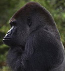 Koko