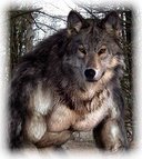 marlobo
