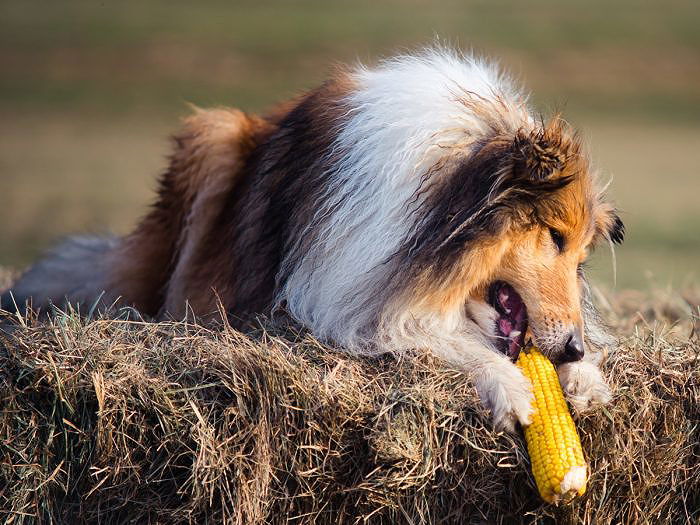 Animals Eating Corn list