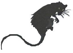 The Rat