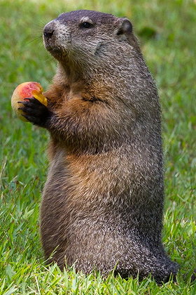 Groundhog