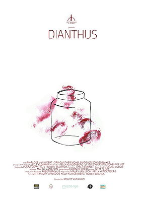 Dianthus