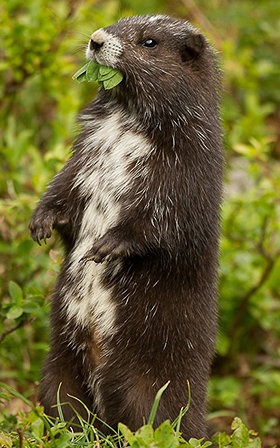 Vancouver Island Marmot