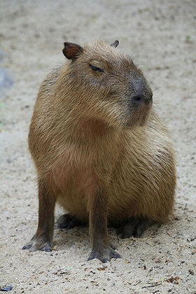 Capybara