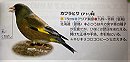 Oriental Greenfinch カワラヒワ