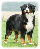 Bernese Mountain Dog