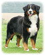 Bernese Mountain Dog
