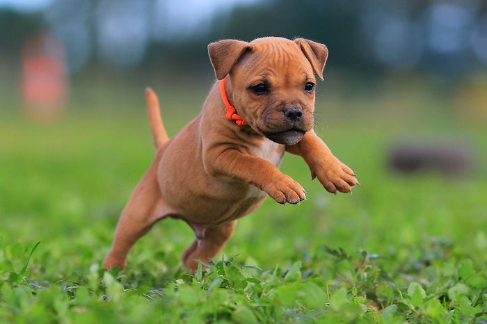 best toys for staffordshire bull terriers