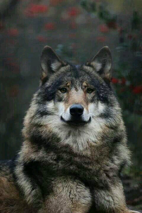 retrowolf1970
