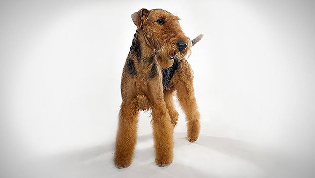 Airedale Terrier List