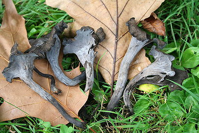 Craterellus cornucopioides (The Black Chanterelle, Trompette de la Mort, Trombetta dei Morti, Black Trumpet of the Dead)