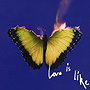 Love Is Like