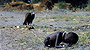 The Vulture and the Little Girl