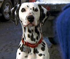Perdita