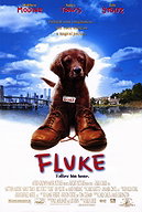 Fluke