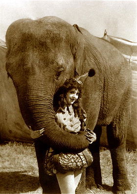 Oscar the Elephant