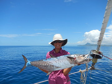 Narrowbarred Mackeral