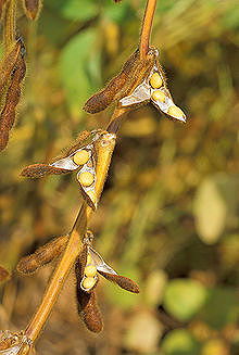 Soybean