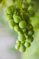 White Grapes (Green Grapes)