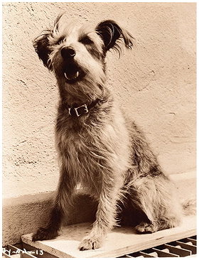 Archie