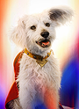 Krypto the Superdog