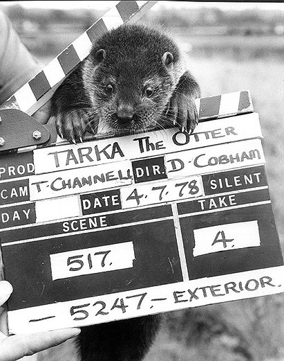 Tarka