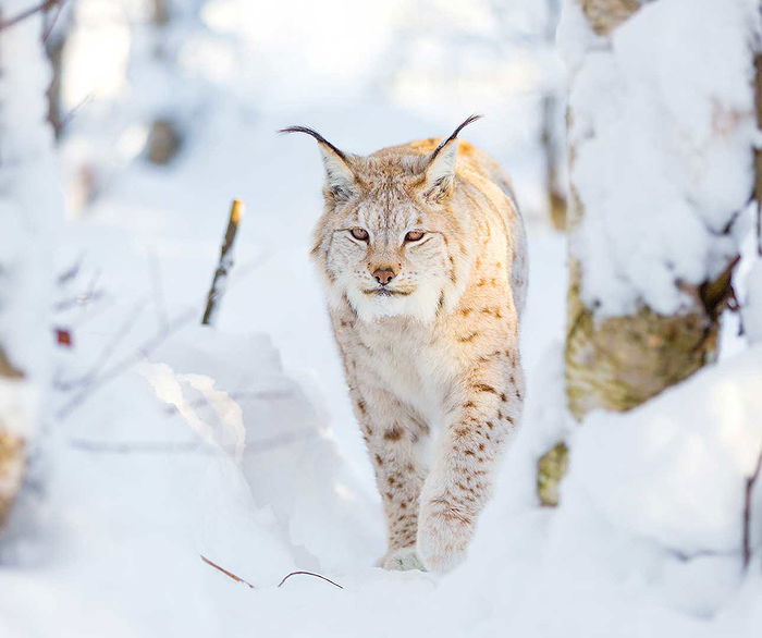 Animals in Alaska, USA list